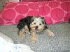 Lets see your tea pots (yorkies over 7 pounds)-bobo3.jpg
