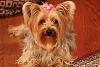 Lets see your tea pots (yorkies over 7 pounds)-tessie-bd-yt-2.jpg