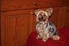 Lets see your tea pots (yorkies over 7 pounds)-tessie-birthday-2calvin.jpg