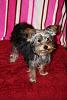 Lets see your tea pots (yorkies over 7 pounds)-sassy.jpg