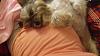 You Know You love your yorkie when....-elvis_belly_pic_rszd.jpg