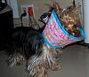 Getting Princess Spayed-softee-cone-2.jpg