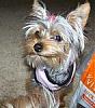 Do Yorkies really smile? lol-bd05fb341b5d4bafa48824d663b38144_49650.jpg