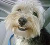 Do Yorkies really smile? lol-cooper.jpg