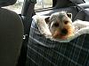 Do Yorkies really smile? lol-max-car-smiling.jpg