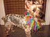 Are your pups ready for Mardi Gras?-img_0143.jpg