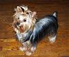 Does anyone happen to have a fullbody pic of a 9-10 lb yorkie?-gidget.jpg