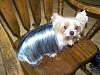 Does anyone happen to have a fullbody pic of a 9-10 lb yorkie?-bella44.jpg