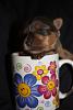 **Update** on "blue born" baby-rsz_img_6789.jpg