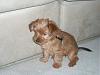 Red/Chocolate Yorkies....To be or not to be?-61517_105409799523164_100001624329781_37641_1048595_n.jpg