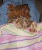 Your yorkie's favorite sleeping positions?-little-girl.jpg