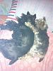 Your yorkie's favorite sleeping positions?-180596_198601706821256_100000142846741_795181_3080714_n.jpg