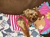 Your yorkie's favorite sleeping positions?-072.jpg