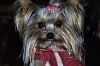 Newbie to YorkieTalk forums-gracie-red-resized.jpg