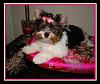 Chelsea York is almost here.-bindi_16_weeks_1.jpg