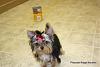 Thin hair on my 4 month old Yorkies chest-tinyboy2.jpg