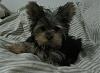 My 4months yorkie have color dilution alopcia!-5.jpg