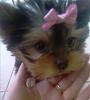 My 4months yorkie have color dilution alopcia!-img_5342-.jpg