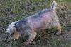 My 4months yorkie have color dilution alopcia!-img_4323.jpg