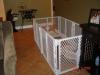 Play Yards/X-Pens-puppysetup1.jpg