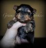 I'm getting a treasured girlie from Greens Treasured Yorkshire Terriers!!!!!-summergirl2dsc_0051.jpg