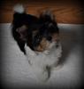 Talk to me about Parti Yorkies...-merrick10wksdsc_0019.jpg