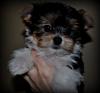 Talk to me about Parti Yorkies...-mason9wksdsc_0028.jpg