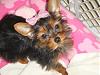 Does my yorkie look pure breed ?-lily2.jpg