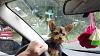 Does my yorkie look pure breed ?-lily-1.jpg