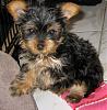 meet Zoey, or Cupcake lol and new dog ?-198598_10150125179674748_728894747_6591999_2008387_n.jpg