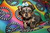 Update Baby Mac (blue born)-maco-2011.jpg