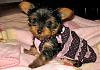 meet Zoey, or Cupcake lol and new dog ?-198955_10150126435879748_728894747_6599842_5693683_n.jpg