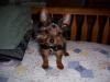 Is Romeo a red legged yorkie???-romeo-2.jpg