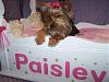 Princess Paisley's new bed-sleepy-paisley25.jpg