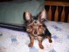 Is Romeo a red legged yorkie???-romeo-3.jpg