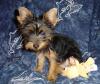 Is Romeo a red legged yorkie???-dsc01634.jpg