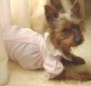 Is Romeo a red legged yorkie???-dsc.jpg