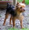 Is Romeo a red legged yorkie???-7_27_05_0201.jpg