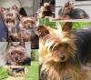 Is Romeo a red legged yorkie???-hannabenz4312.jpg