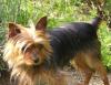 Is Romeo a red legged yorkie???-hedy-483-x-373-.jpg