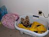 Application for Membership--YT TEAPOT Club-basket-over-bed.jpg