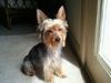 how yorkies grow up-khloe03232011.jpg