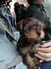 how yorkies grow up-babypann.jpg