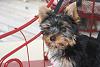how yorkies grow up-gulliver-6.jpg
