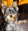 how yorkies grow up-dscn0997.jpg