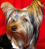 how yorkies grow up-valentine-5.jpg
