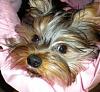 how yorkies grow up-avatar.jpg