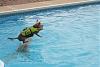 Yorkies in the swimming pool!-img_9691-2.jpg