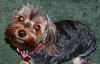 SO excited! I think I have a new baby...send good thoughts!!!-roxie2.jpg