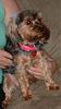 SO excited! I think I have a new baby...send good thoughts!!!-roxie3.jpg